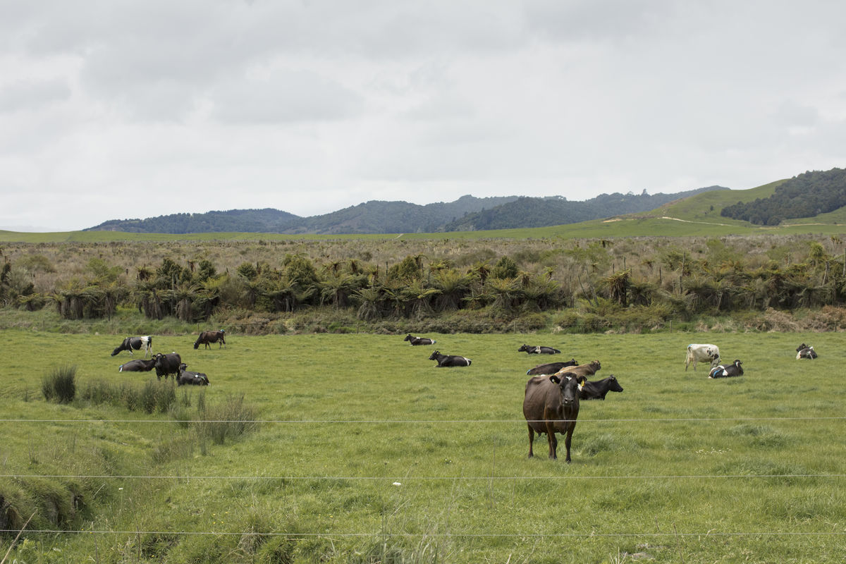 Okarika pocket in the background