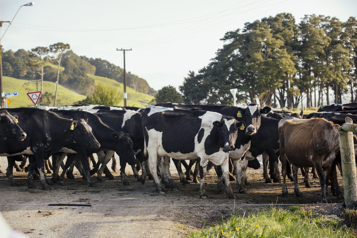 Cows crossing walkway